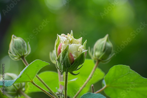 Hibiscus mutabilis, also known as the Confederate rose, Dixie rosemallow, cotton rose or cotton rosemallow, is a plant long cultivated for its showy flowers.