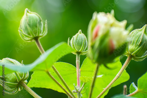 Hibiscus mutabilis, also known as the Confederate rose, Dixie rosemallow, cotton rose or cotton rosemallow, is a plant long cultivated for its showy flowers.