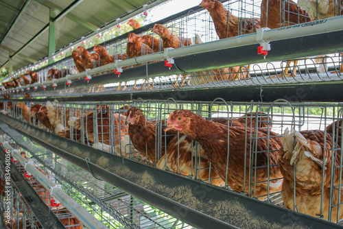 Sustainable Poultry Farming Showcasing Healthy Brown Chickens