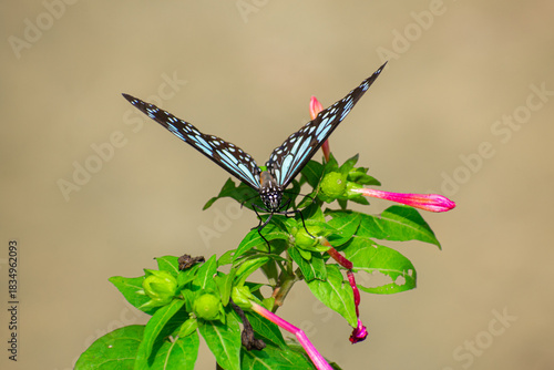 Tirumala limniace, the blue tiger, is a species of butterfly found in South Asia, and Southeast Asia that belongs to the brush-footed butterfly family, Nymphalidae.
