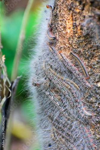 The forest tent caterpillar moth is a moth found throughout North America, especially in the eastern regions.