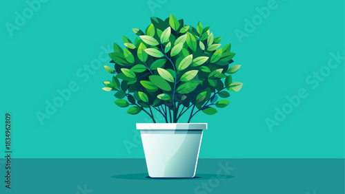 A lush green bush plant placed in a clean white pot against a smooth teal background. Minimalist modern décor style, perfect for interior design themes, botanical branding, and product mockups