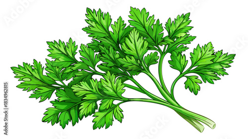A fresh vibrant bunch of parsley placed on a clean white background. Crisp green leaves with detailed texture, perfect for culinary design, healthy food concepts, and ingredient presentations