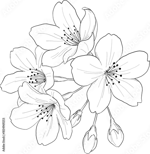 桜の線画