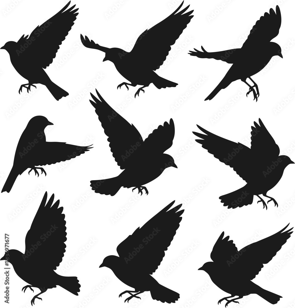 Obraz premium Black Bird Silhouette Vector Set Illustration