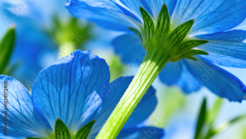 Blue Iris Flower Natural Photography