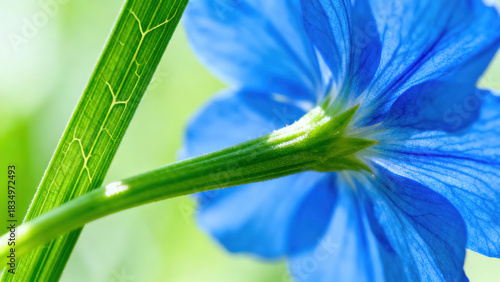 Blue Iris Flower Natural Photography