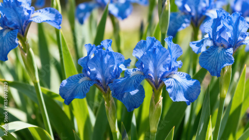 Blue Iris Flower Natural Photography