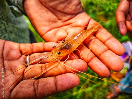 Foto freshwater river prawn machrobrachyum rosenbergii seed in hand