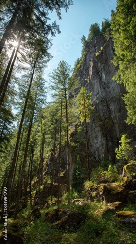 Forest sunlight rocky landscape