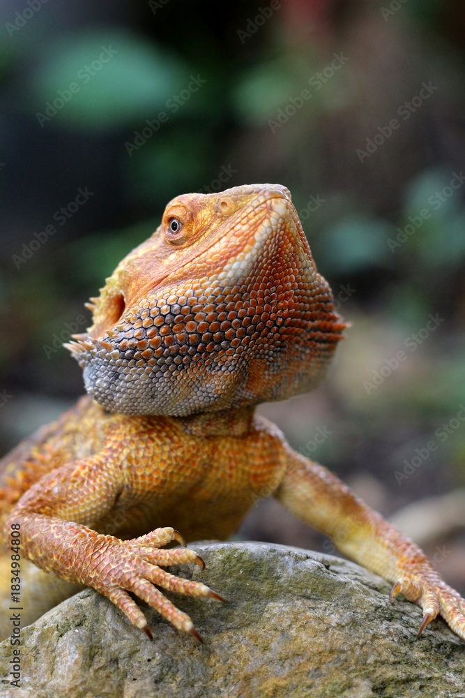 Obraz premium Bearded dragon lizard on Natural Habitat ,Close up image of Inland Bearded Dragon (Pogona vitticeps), Australian Bearded Dragon 