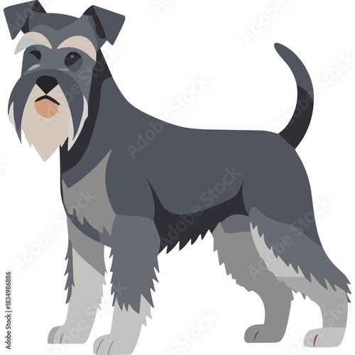 Miniature Schnauzer Dog Standing Profile Gray And White Fur With Beard And Mustache Dark Background
