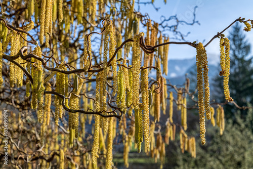 Wallpaper Mural Haselnussblüten Torontodigital.ca
