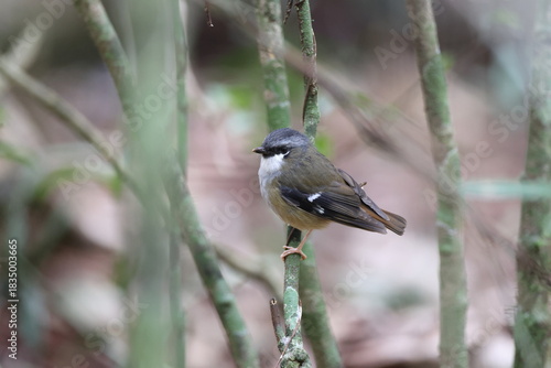 grey-headed robin (Heteromyias cinereifrons)  Queensland Australia