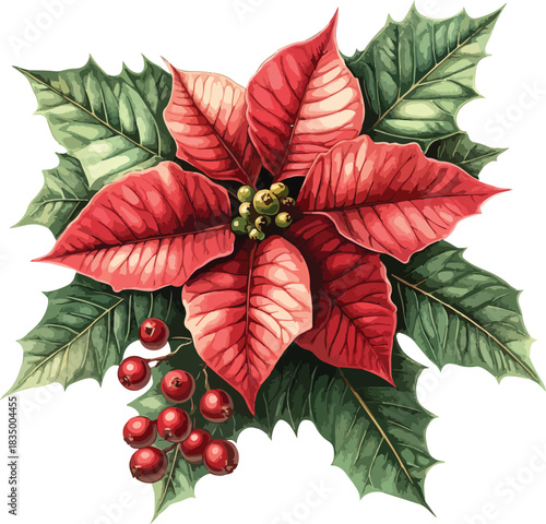 Isolated closeup of a bright red poinsettia bloom with green leaves and holly berries on a white background captures the festive Christmas beauty of this floral plant in nature