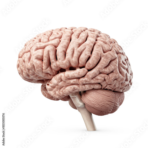 3d rendered illustration of a brain