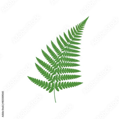 Green fern leaf on transparent background with detailed fronds