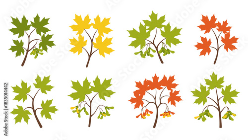 Colorful set of stylized maple tree branches in various seasonal colors and stages