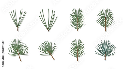 Detailed Botanical Illustration of Pine Tree Branches on a Clean White Background