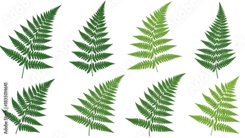 Detailed Green Fern Fronds on White Background Botanical Illustration Concept