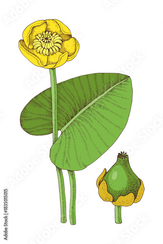 Yellow water lily vector botanical illustration