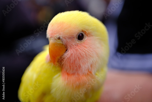 Cute Baby Gosling Standing in a Flock – Close-Up Portrait with Soft Bokeh Background