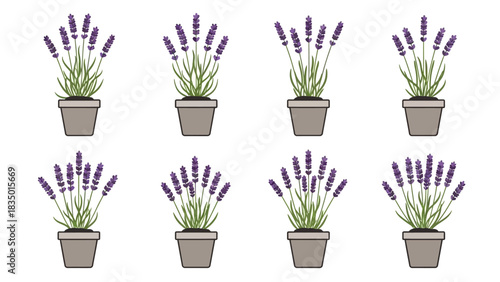 Eight Lavender Plants in Pots Arranged in a Pattern on a White Background Simple Design