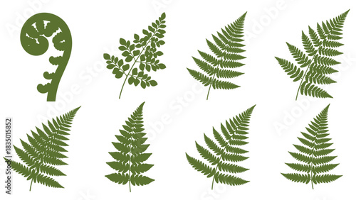 Elegant fern fronds vector illustration perfect for botanical designs and nature inspired graphics