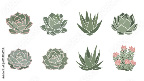 Elegant vector illustration featuring a variety of succulent and aloe plants in soft green tones