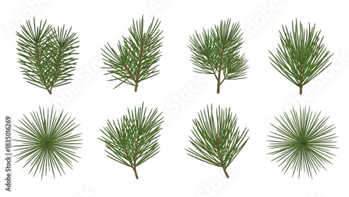 Green pine needles, elements, decoration, evergreen, fresh, nature isolated on a white background