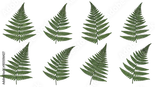 Isolated fern fronds create a visually appealing pattern on a white background showcasing natures