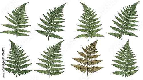 Isolated fern leaves against a white background creating a botanical and natural pattern with