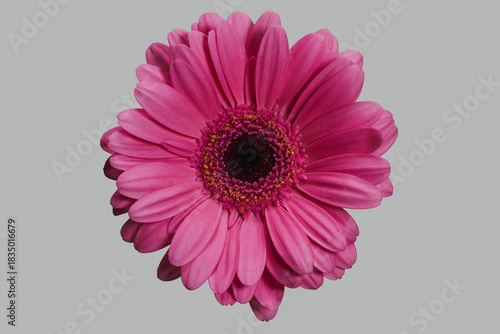Close up flat lay of beautiful, vibrant pink gerbera daisy flower head against gray background

