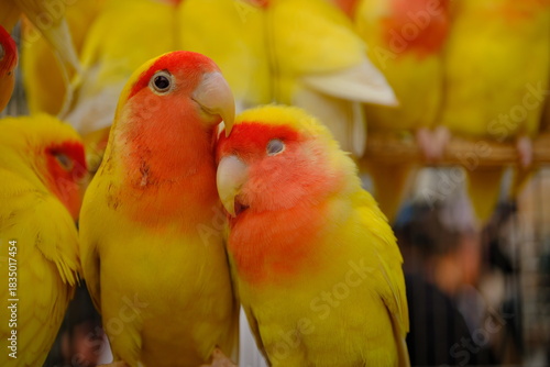 Cute Lovebirds Snuggling Together — Colorful Yellow and Red Parrots in a Close-Up Portrait