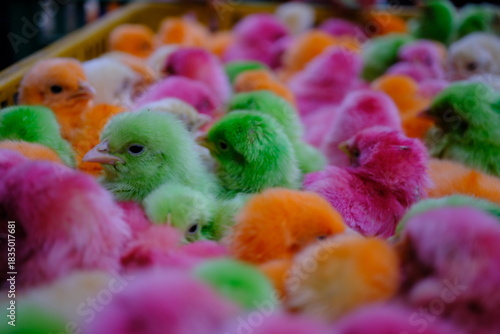 Colorful Baby Chicks in Bright Pink, Green, and Orange — Vibrant Fluffy Poultry Close-Up
