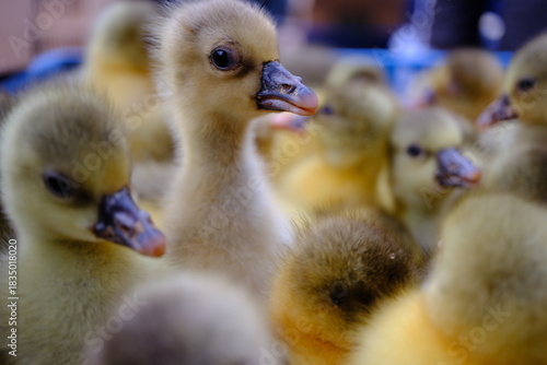 Cute Baby Gosling Standing in a Flock – Close-Up Portrait with Soft Bokeh Background