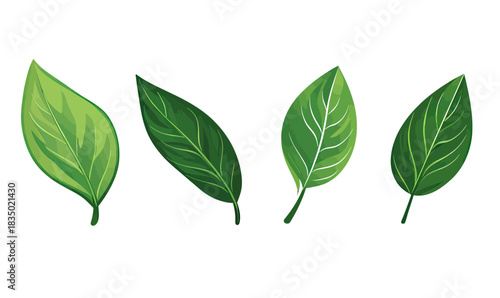 Set of four different green leaves vector icons isolated on white background with detailed veins and natural shapes for eco design and nature concepts