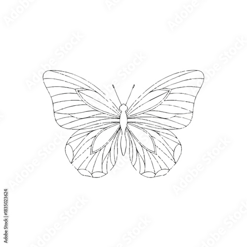 Detailed line drawing of a butterfly with spread wings on a white background.