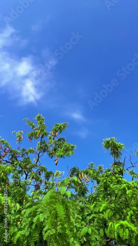 Windblown Green Leaves and Tamarinds of Tamarind Tree on Bright Blue Sky Background with Bird and Insect Flying Compound of a Monastery at Bangkok, Thailand. 08 MAR 2025, A.M./ Slow Down Video