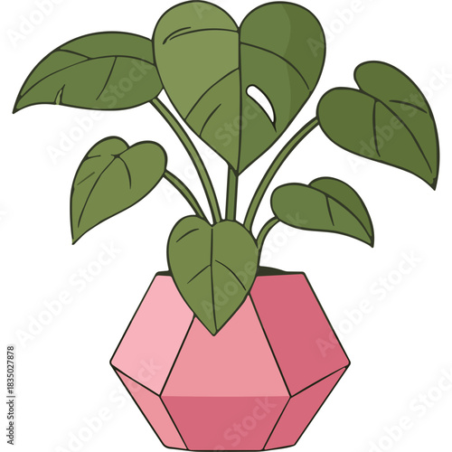 Monstera Deliciosa Houseplant in a Geometric Pink Pot with Green Leaves and a White Background