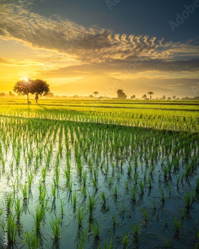 natural beauty in the morning