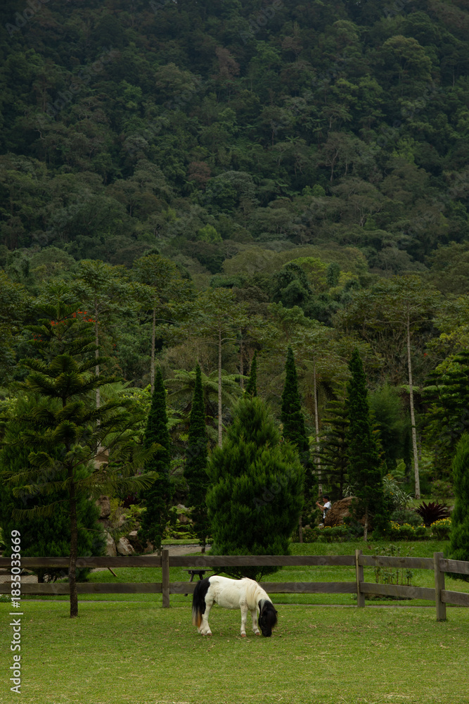Fototapeta premium A grazing horse in a green field with trees and mountains