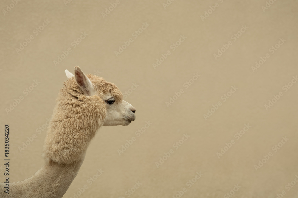 Obraz premium Light-colored alpaca profile facing left with smooth fur