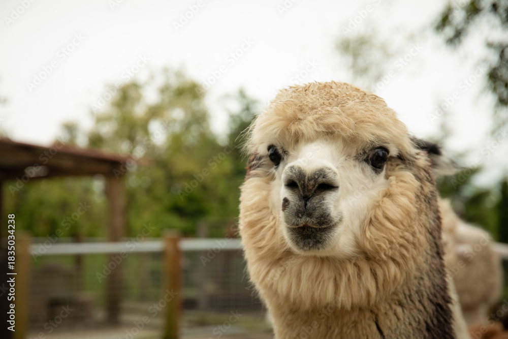 Fototapeta premium Llama with soft fur stands in a ranch setting