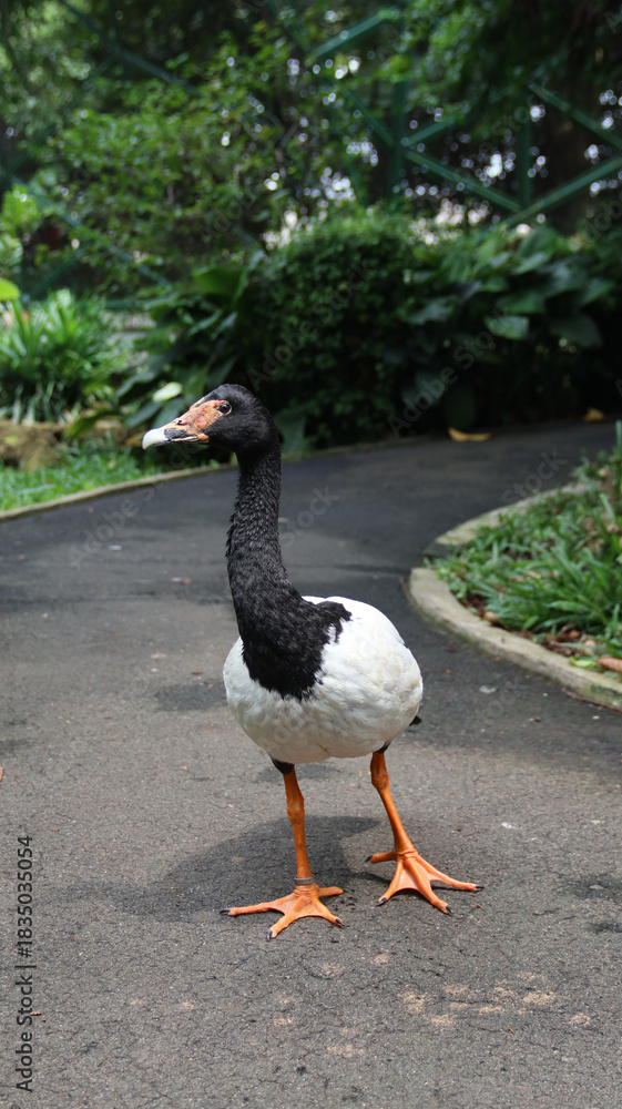 Fototapeta premium Anseranas semipalmata or the magpie goose is a black and white goose