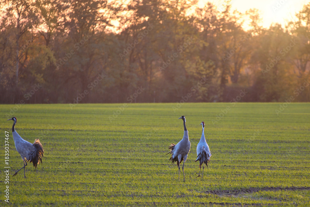 Naklejka premium Dancing cranes on a green meadow at sunset in an autumn landscape