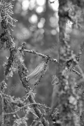 Branches covered in moss and lichen in black and white nature photography