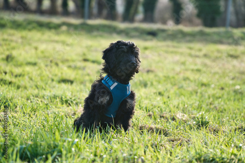Golden doodle dog with blue harness sits in sunny meadow landscape
