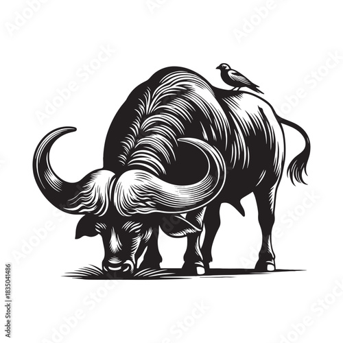 Black and white engraving of a cape buffalo grazing with bird on back
