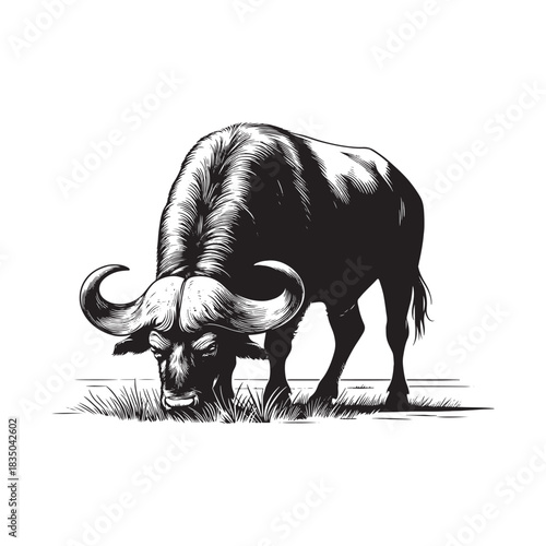 Black and white illustration of an african buffalo grazing